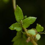 Lygodium microphyllum Folio