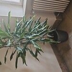 Dracaena fragrans List