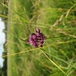 Allium scorodoprasum Çiçek