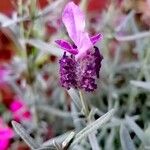 Lavandula stoechasBloem