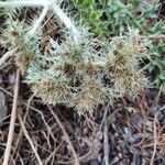 Cardopatium corymbosum Fruit