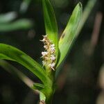 Polystachya stuhlmannii Flower