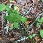 Coreopsis auriculata Leht