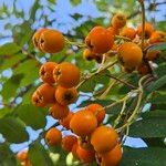 Sorbus aucuparia Φρούτο