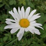 Leucanthemum vulgare Žiedas