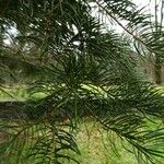 Abies concolor Leaf