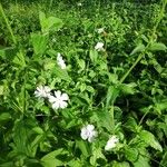 Silene latifoliaফুল