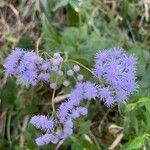 Conoclinium coelestinum Flower