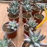 Adromischus cooperi Folha