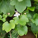 Cymbalaria muralis Blatt