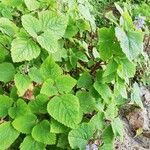 Plectranthus fruticosus Blatt