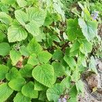 Plectranthus fruticosus Leaf