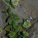 Campanula petraea 形態