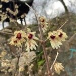 Chimonanthus praecox Çiçek