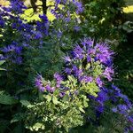 Caryopteris x clandonensis Other