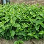 Calycanthus floridusFeuille