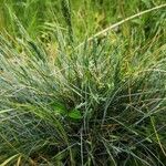 Festuca valesiaca Yaprak