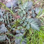 Geum canadense पत्ता