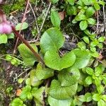 Pyrola asarifolia Leaf