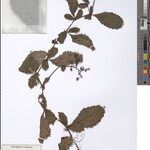 Cyphostemma sessilifolium Otro