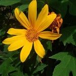 Tithonia diversifolia Blomst