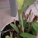 Alpinia zerumbet 整株植物