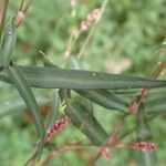 Persicaria minor Leht