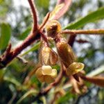 Pittosporum deplanchei Bloem