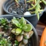 Sedum hernandezii Foglia