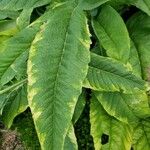 Cynara cardunculus Leaf