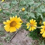 Tithonia tubaeformis Blüte