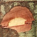 Tessmannia anomala Corteza