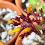 Rhipsalis clavata Flower