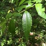 Azara lanceolata Blatt