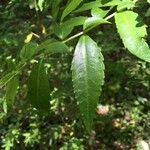 Azara lanceolata Leaf