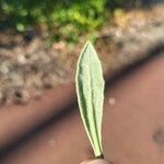 Borrichia frutescens Leaf