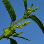 Microstachys corniculataFlower