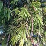 Melaleuca viminalis Leaf