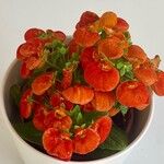 Calceolaria integrifoliaFlower