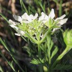 Orlaya grandiflora Flor