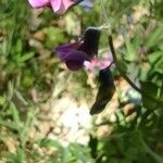 Lathyrus linifolius Flor