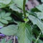 Prunella hastifolia Likasa