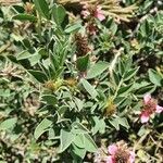 Indigofera schimperi Leaf