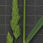 Dactylis glomerata Outro