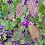 Callicarpa bodinieri Листок