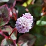 Persicaria capitataKwiat