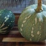 Cucurbita argyrosperma Плід