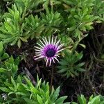 Dimorphotheca fruticosa ফুল