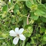 Barleria robertsoniae Kvet