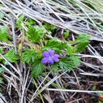 Geranium potentillifolium Flower